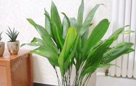 客厅门口放什么植物好？
